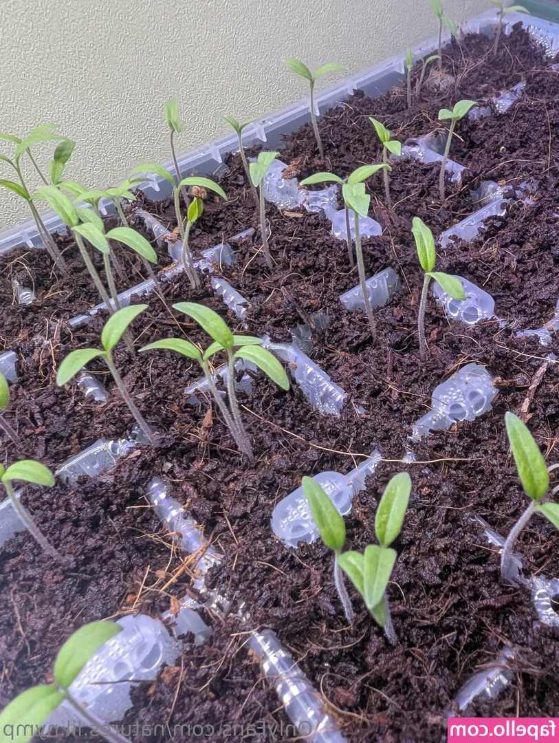 natures.lil.nymp [ natures-lil-nymp ] - Y así te gusta papi  Quiere que me la quite