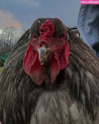 Nina Janova [ nina-janova ] - Lazy days