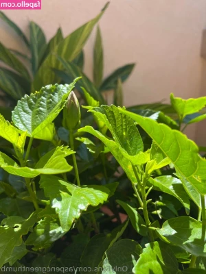 aspencgreenthumb - How badly do you want my next blowjob video? 👀