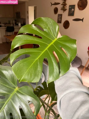 aspencgreenthumb - Daddy?😋