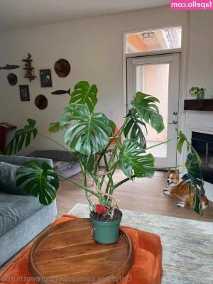 aspencgreenthumb - Trying to make up for the fact I still can't post videos. Ugh. So
