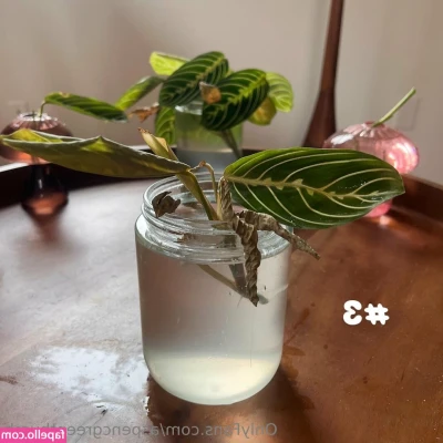 aspencgreenthumb - Spring is here 🌸🎀🌸