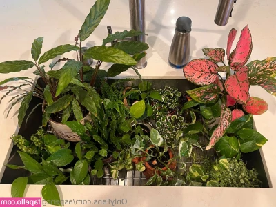 aspencgreenthumb - Weekend is here, time to ditch the pants