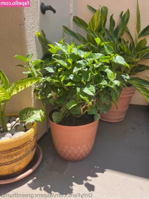 aspencgreenthumb - Come over, or cum over? 😜