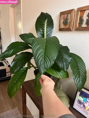 aspencgreenthumb - Ho scelto il costume per domani😻 che dite? Mostra bene le mie