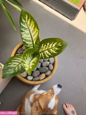 aspencgreenthumb - I’m really ready to make some hot sexual content and maybe and