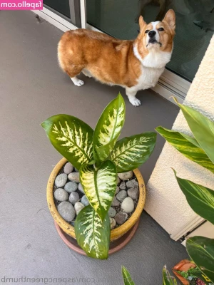 aspencgreenthumb - Hi Daddy, may I have some cum?