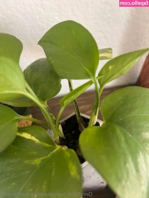 aspencgreenthumb - Ceux qui ont eu un renouvellement automatique en JUILLET vous aller