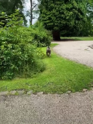 pocketrocket_ella [ pocketrocket-ella ] - Starting the journey to train my ass