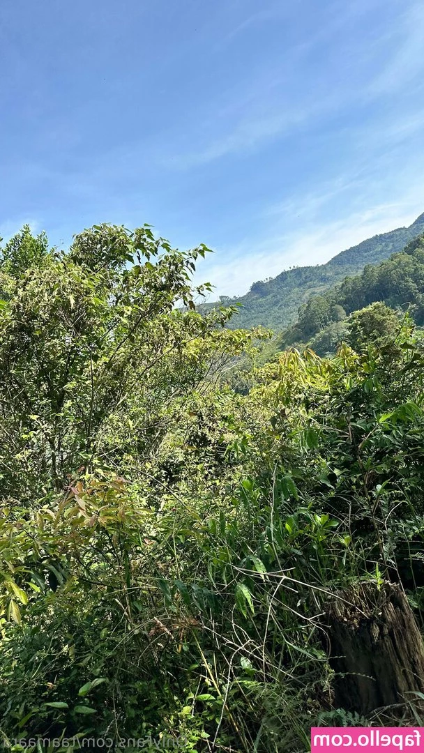 taamaara - Bunnykins Xox