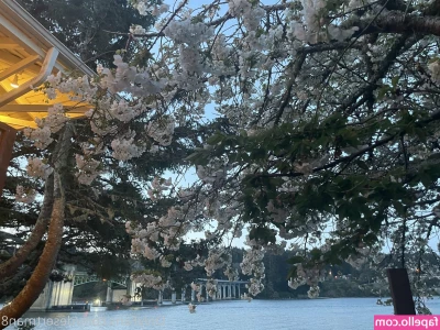 desertman8 - vlog  Spring Kawagoe Date    Cherry Blossoms  Walking  and Gourmet