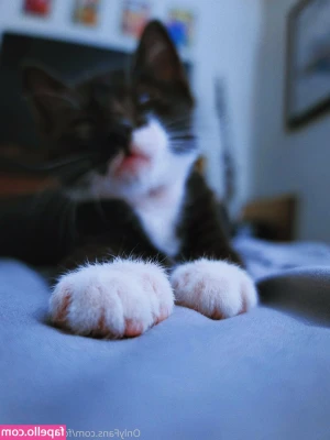 fosterkittendad - Naakt aan een palmboom