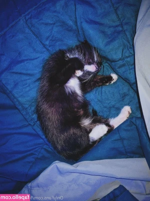 fosterkittendad - What's my best feature?