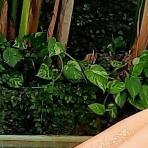 valeria.cuaves