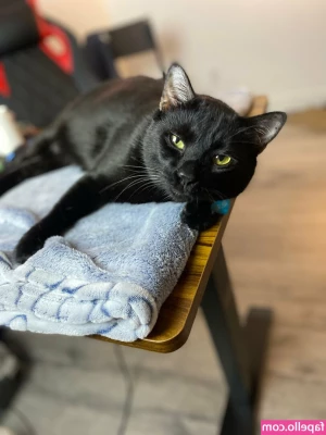 bellethebeauty20 - Just wanted to put out there for those who don’t know, I offer