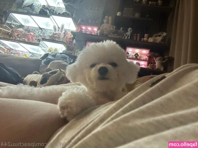 peachuu244 - His Dick is Hard but He Came Harder!